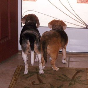 Meet your Posher, Hannelore